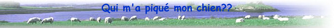 Qui m'a piqu mon chien??